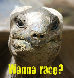 Tortoise: Wanna Race?